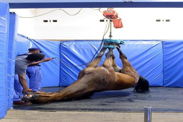 Summerveld Equine Hospital