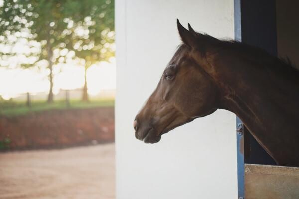 Summerveld Equine Hospital