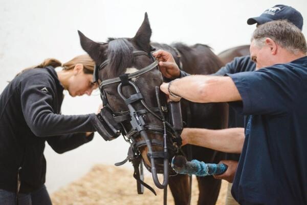 Summerveld Equine Hospital