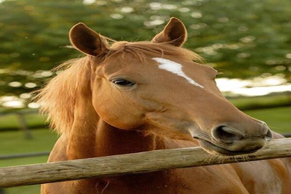 Summerveld Equine Hospital