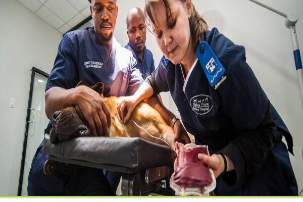 Valley Farm Animal Hospital