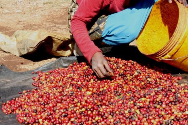 Origin Coffee Roasting