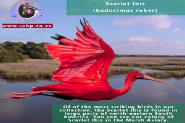 Umgeni River Bird Park