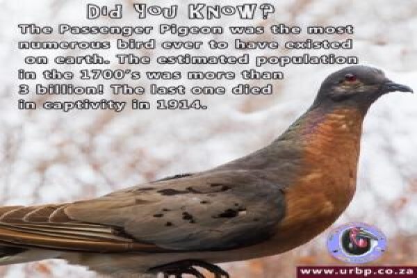 Umgeni River Bird Park