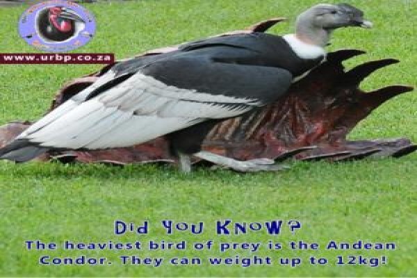 Umgeni River Bird Park
