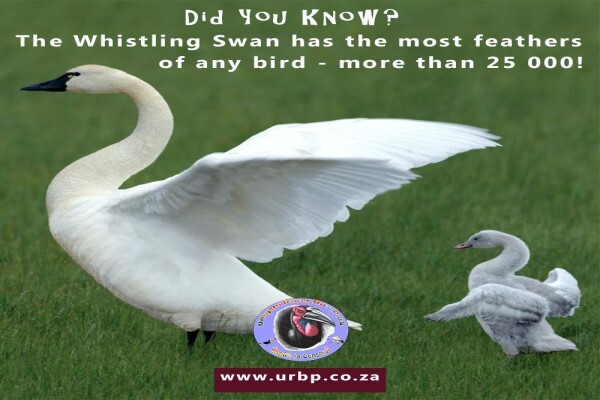 Umgeni River Bird Park