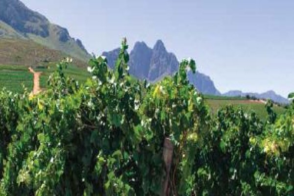Zidela Wines