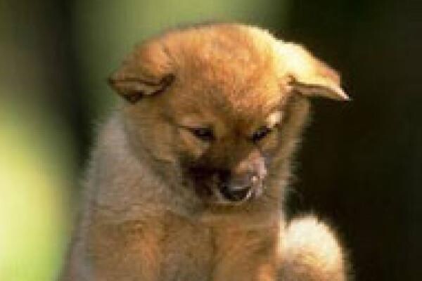 Tygerberg Animal Hospital:Durbanville