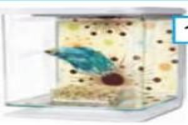 Pets Aquaria