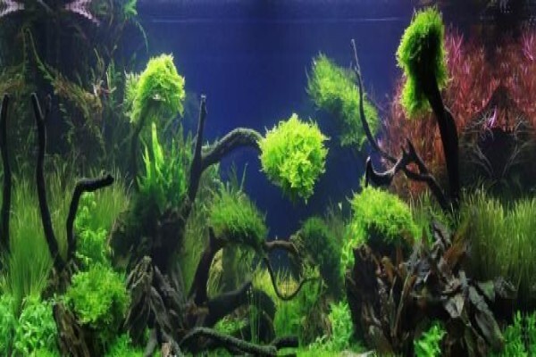 Pets Aquaria