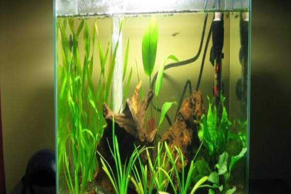 Pets Aquaria