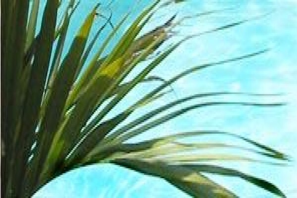 Villa Calla B & B