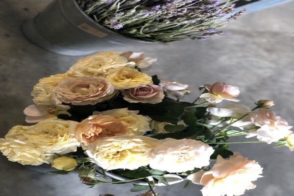 Ludwig's Roses