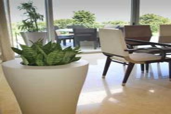 Tropical Indoor Plant CC
