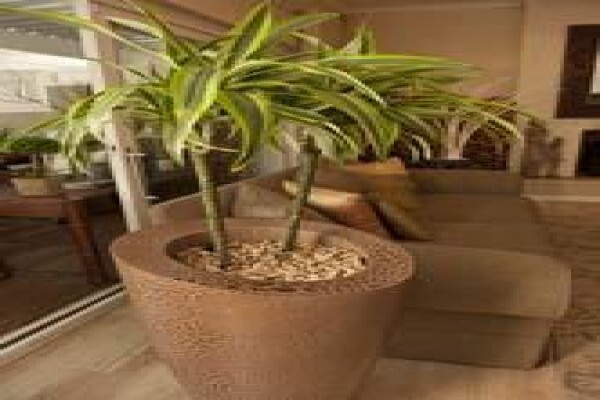 Tropical Indoor Plant CC