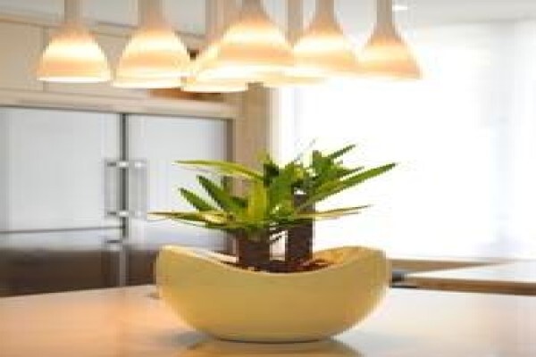 Tropical Indoor Plant CC
