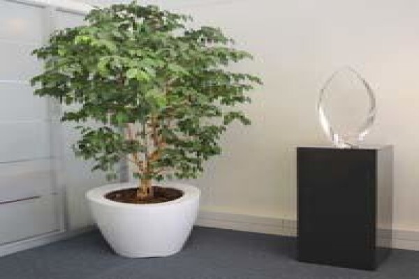 Tropical Indoor Plant CC