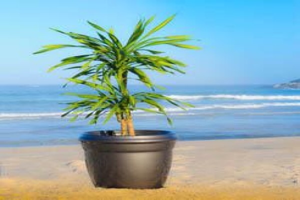 Tropical Indoor Plant CC