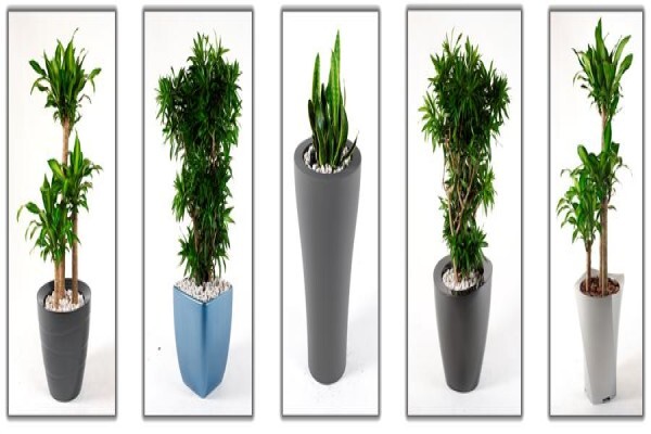 Tropicana Indoor Plant CC