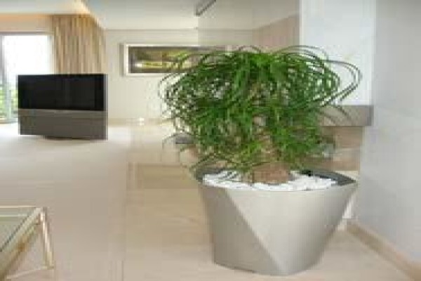 Tropicana Indoor Plant CC