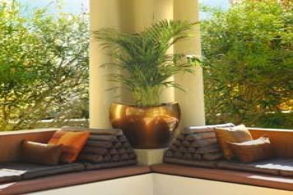 Tropicana Indoor Plant CC