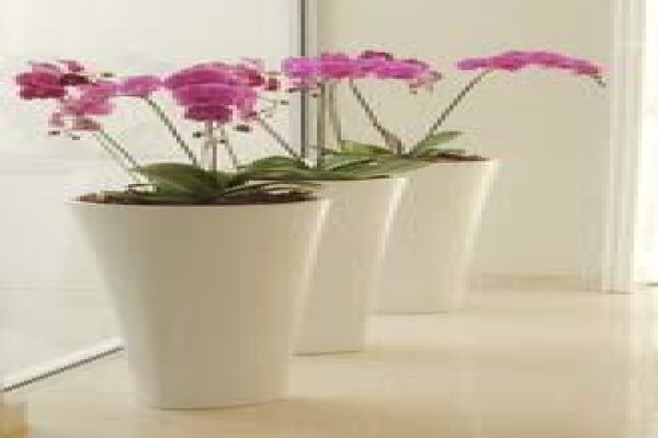 Tropicana Indoor Plant CC