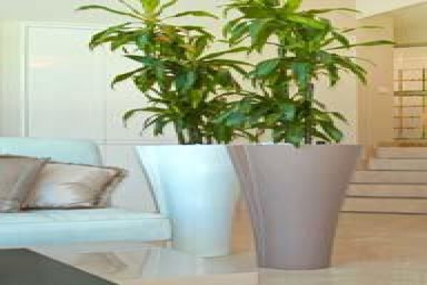 Tropicana Indoor Plant CC