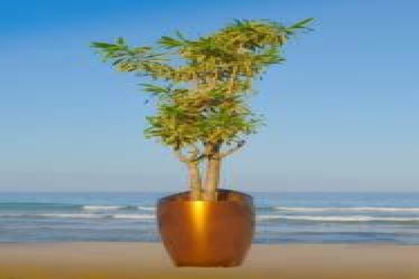 Tropicana Indoor Plant CC