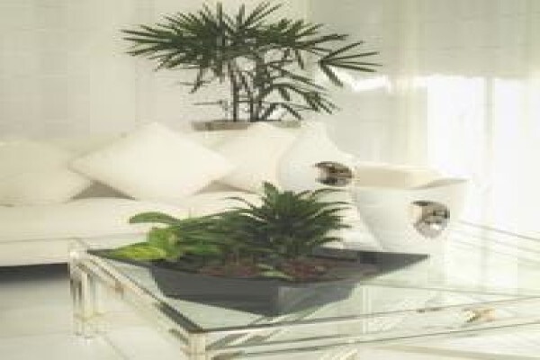 Tropicana Indoor Plant CC
