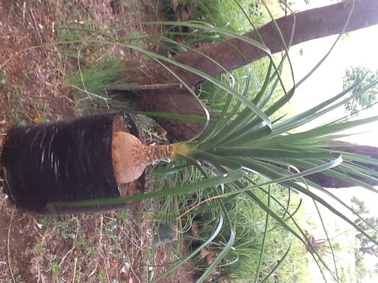 Kokerboom Kwekery