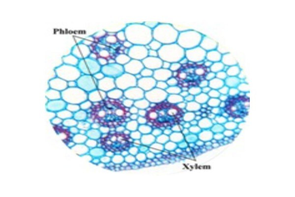 Bio Revolution