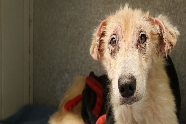 Animal Rescue & Homing