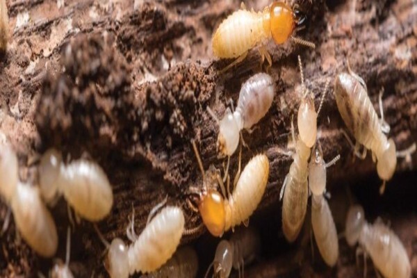 Hygiene & Bugs 'R' Us