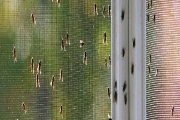 Hygiene & Bugs 'R' Us