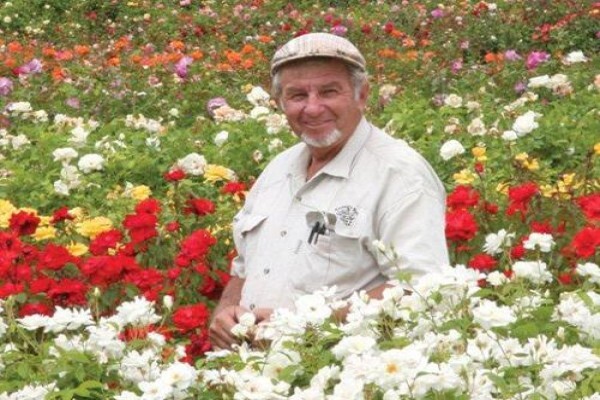 Ludwig's Roses Egoli