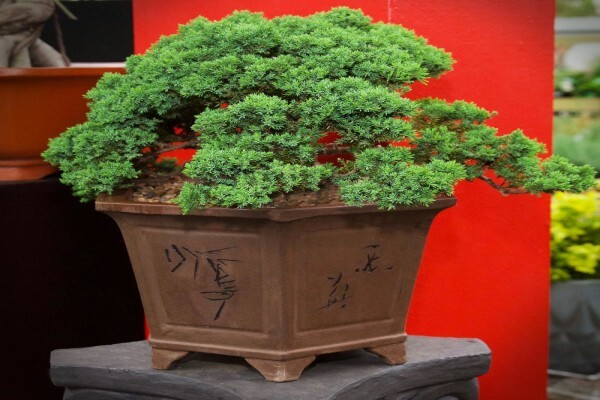 Flora Imports