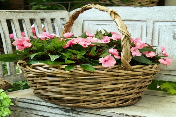 Flora Imports