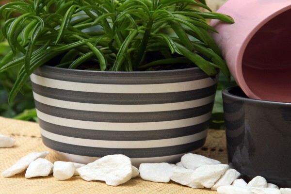 Flora Imports