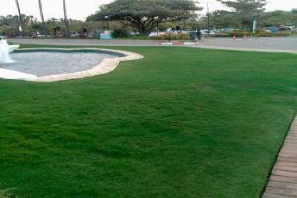 Supa Turf