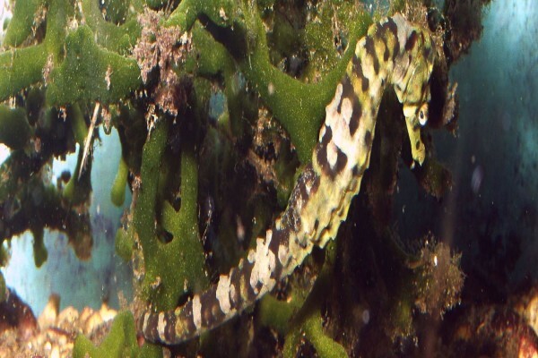 Blue Oyster B & B