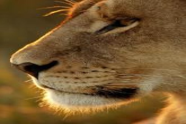 Temba Safaris & Travel