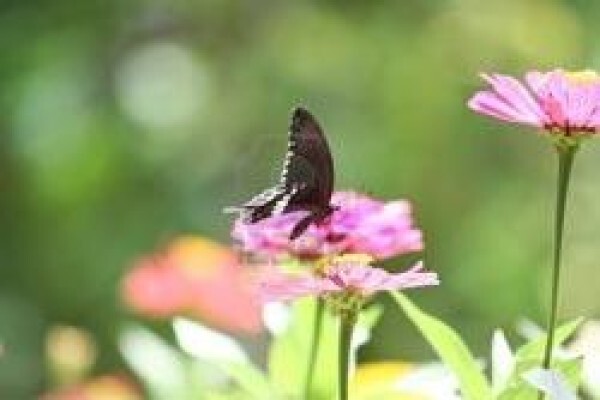 Garden Paradise