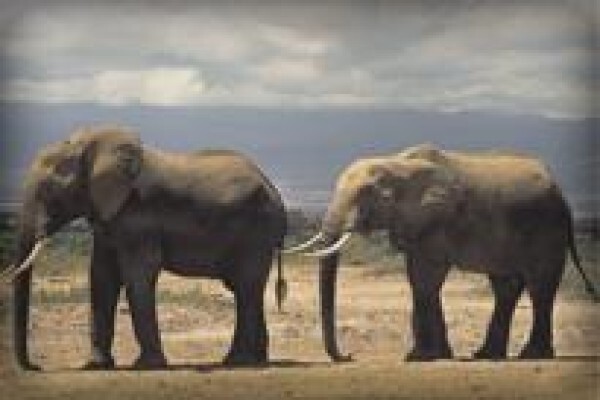 The Elephant Hills B & B