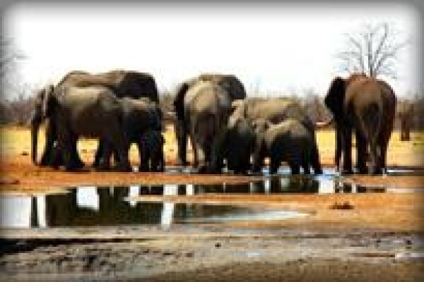 The Elephant Hills B & B