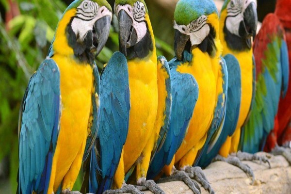 Umfolozi River Lodge & Bird Park