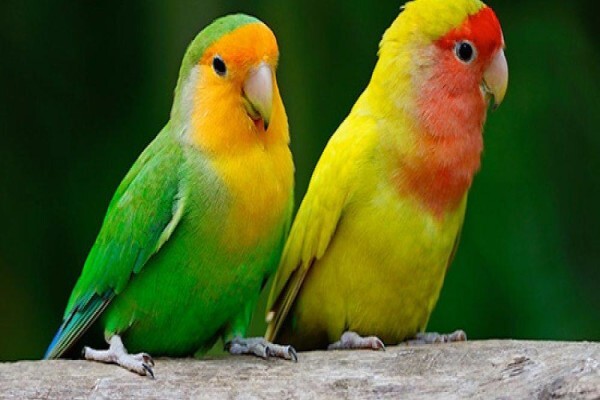 Umfolozi River Lodge & Bird Park
