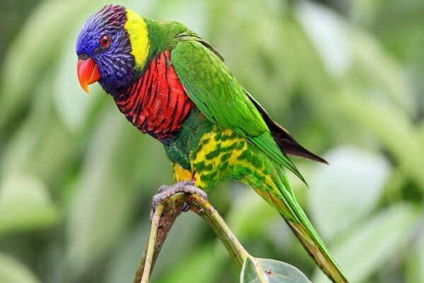 Umfolozi River Lodge & Bird Park