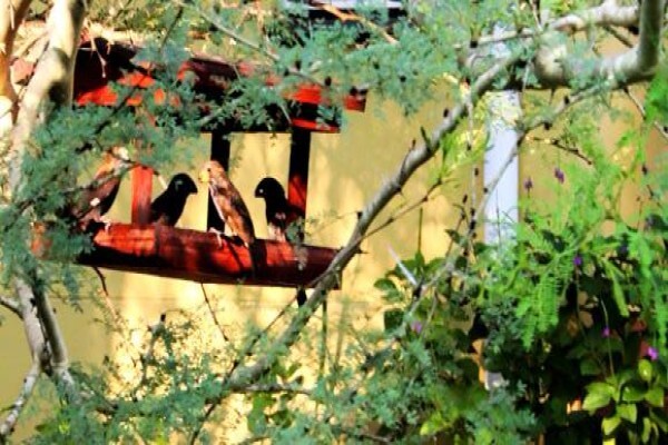 Raptor's Rest B & B