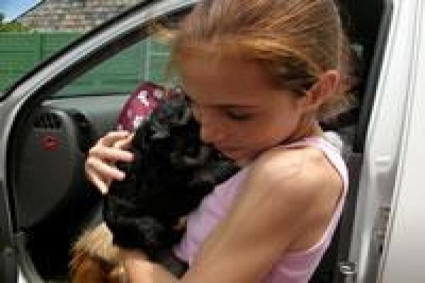 About Dogs