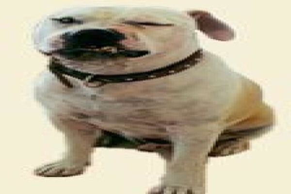 About Dogs
